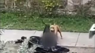 Korkunç görüntüler! Köpekler tekerlekli sandalyedeki adama saldırdı... Canlı canlı etlerini böyle koparttı