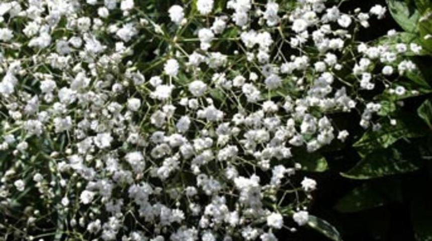 Kansere karşı son umut: Çöven otu