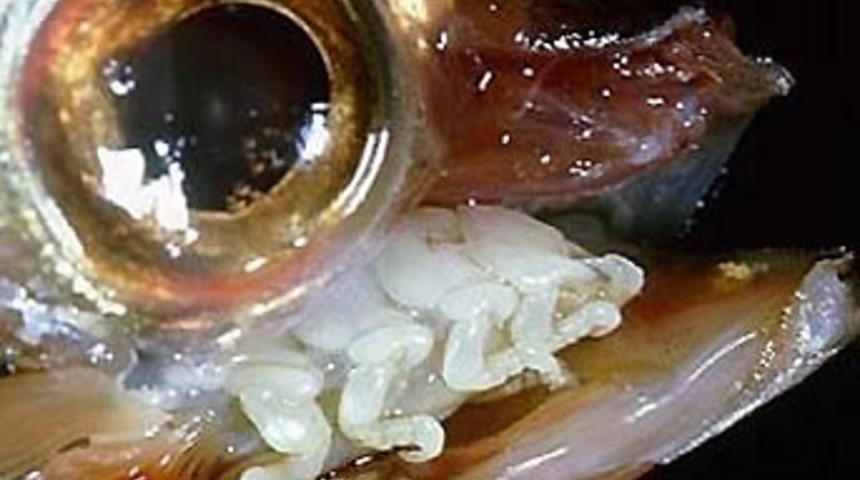 Balık&ccedil;ıların yeni kabusu