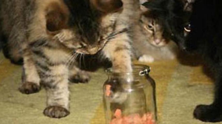 Solaklık insanlara &ouml;zg&uuml; değil