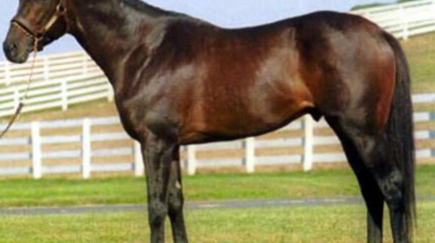 Kadın at, köpek ve domuzla ilişkiye girdi