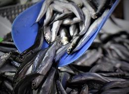 Tezgahlar hareketlendi! Hamsi 100 liraya düştü