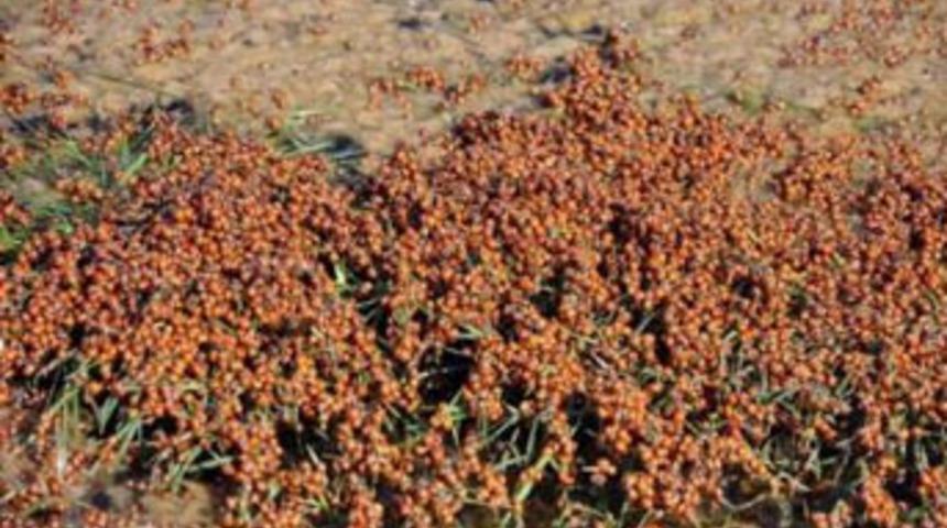 Uğur b&ouml;ceği istilası