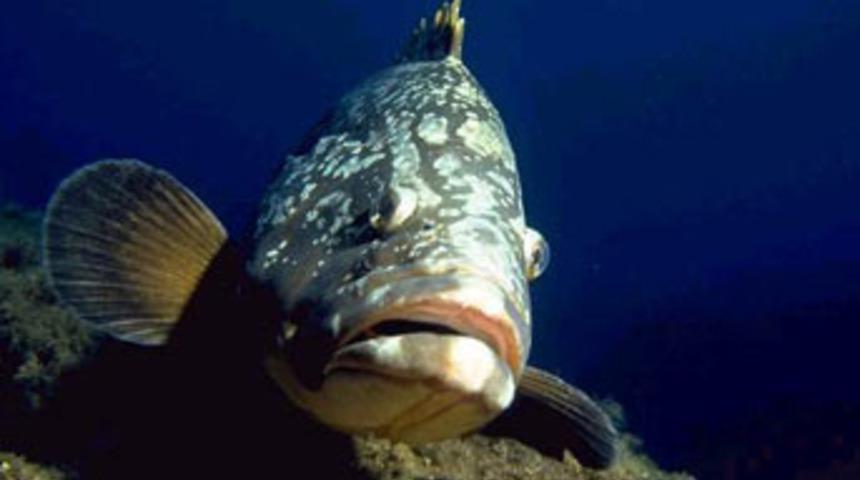 18 yaşında cinsiyet değiştiren balık