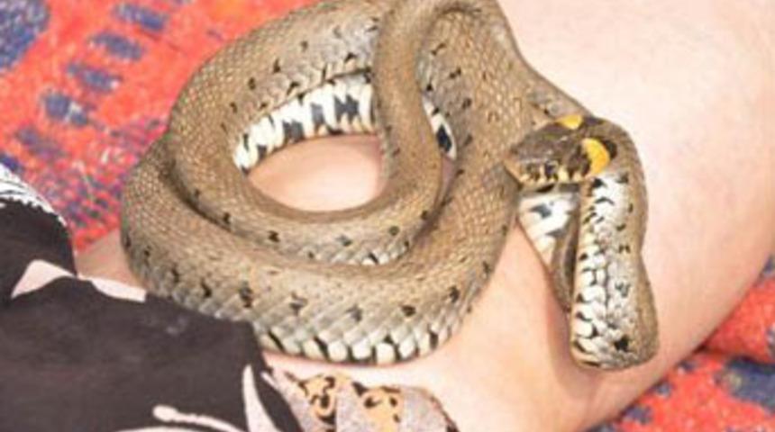 'Doktor yılanlar’ tedaviye başladı