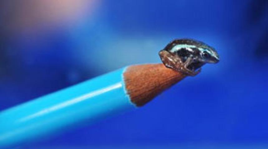 Mucize ila&ccedil;; kurbağa!