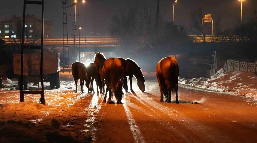 Bolu&rsquo;da a&ccedil; kalan yılkı atları şehir merkezine indi