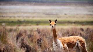 Vikunya yünü nedir, vikunya yünü hangi hayvandan elde edilir? Vikunya yünü özellikleri