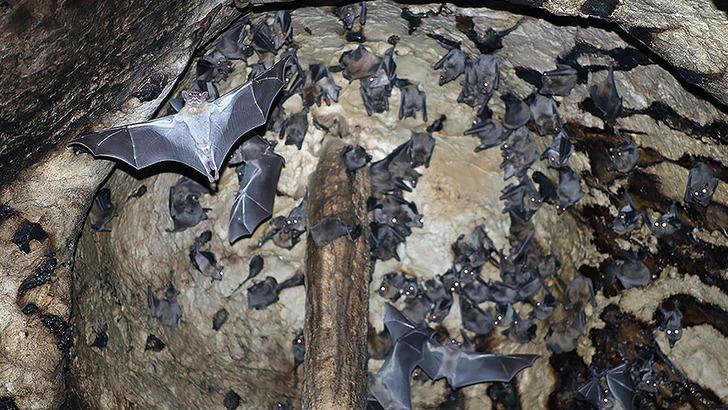 Meyve suyu içen adam hayatını kaybetti! 'Yeni pandemi tehdidi' uyarısı! Beynin şişmesine neden oluyor! Kişilikleri değişti G1
