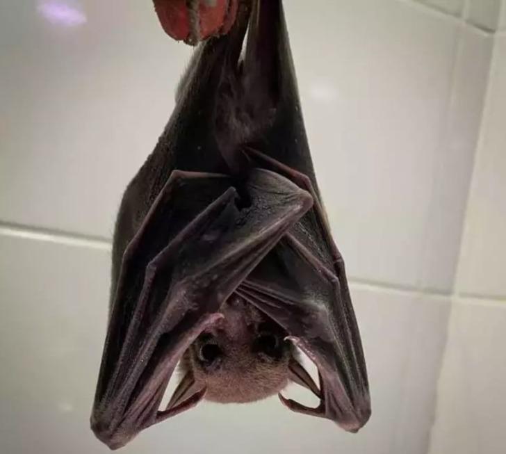 Meyve suyu içen adam hayatını kaybetti! 'Yeni pandemi tehdidi' uyarısı! Beynin şişmesine neden oluyor! Kişilikleri değişti G2