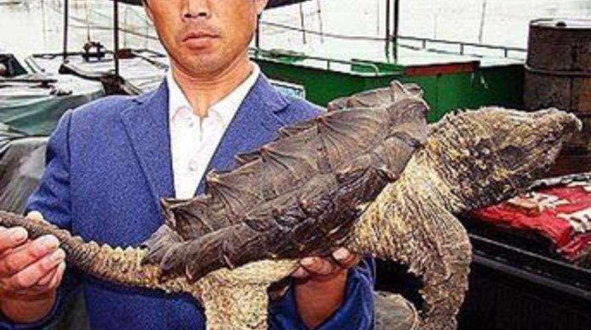 G&ouml;lde esrarengiz yaratık