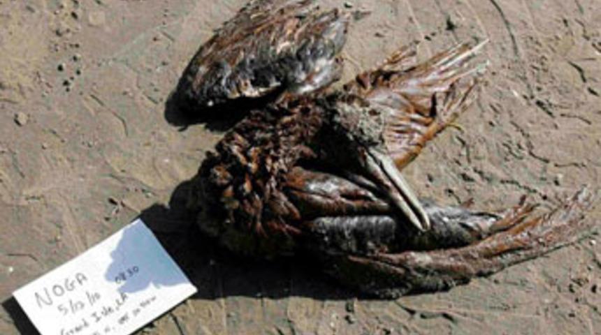 9 yaşındaki &ccedil;ocuktan BP'ye akıl