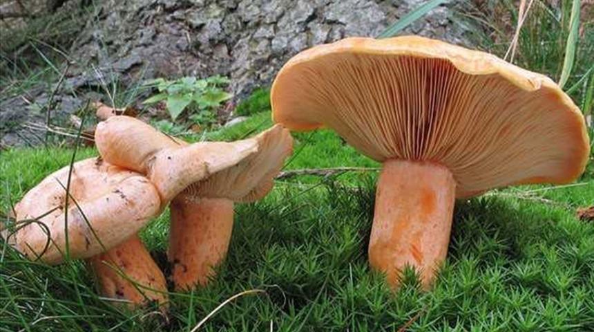 Kanlıca mantarı sotesi tarifi: Kanlıca mantarı sotesi nasıl yapılır?