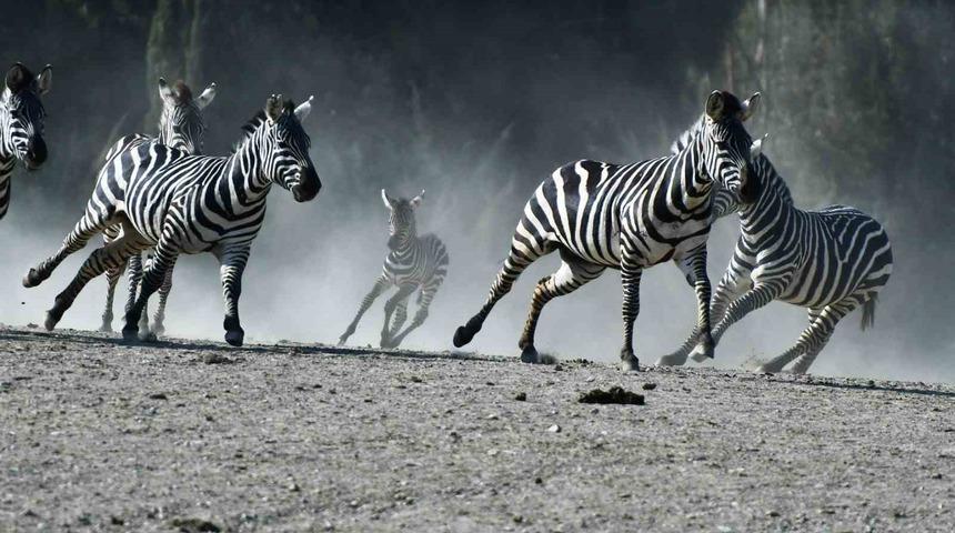 Doğal Yaşam Parkı’na pazartesi molası