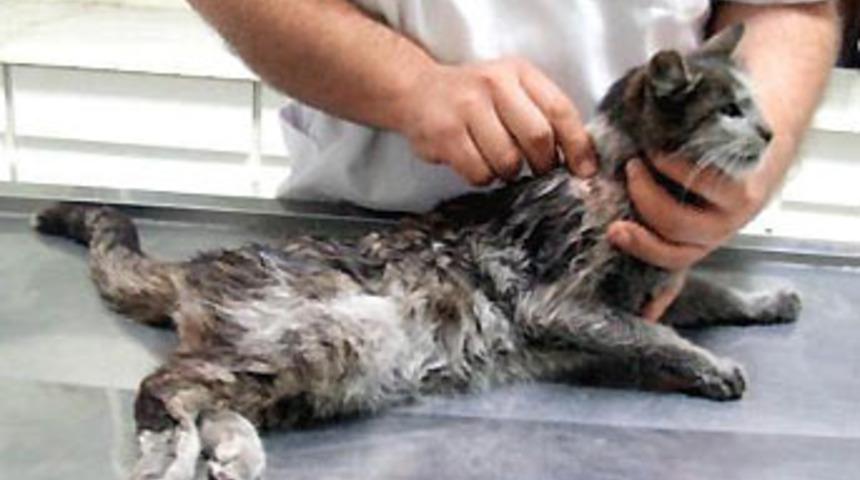 Zavallı kedinin dramı