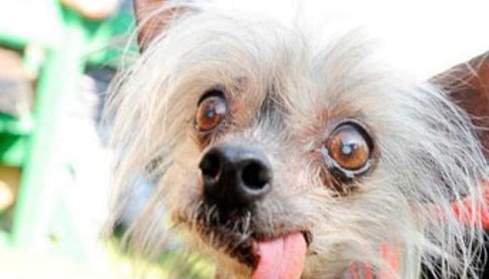 "Dünyanın en çirkin köpeği" öldü - Dünya Haberleri