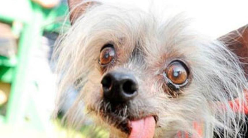 "D&uuml;nyanın en &ccedil;irkin k&ouml;peği" &ouml;ld&uuml;