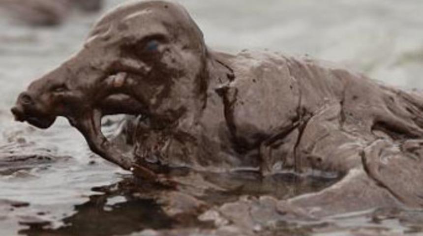 Bu canlı ne b&ouml;yle!