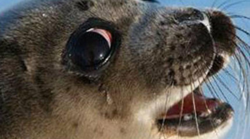 İşin sırrı bıyıklarda