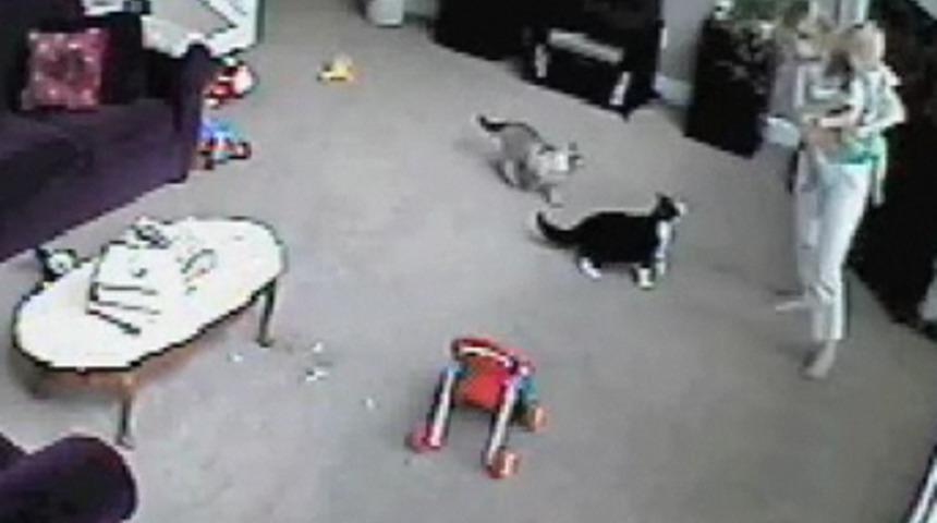 Kedi, çocuk ağladı diye bakıcıyı cezalandırdı