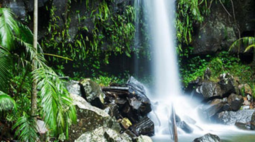 Kanserin çaresi onda mı?