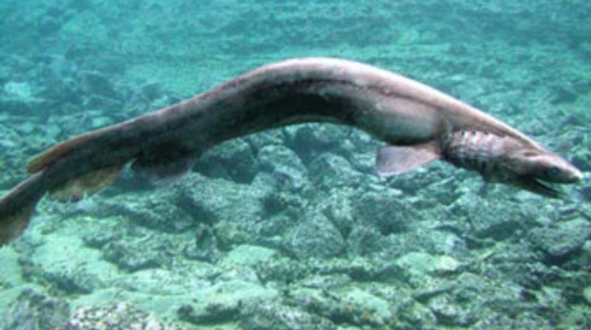 &Ccedil;iftleşmek i&ccedil;in 6 bin km yol katediyor