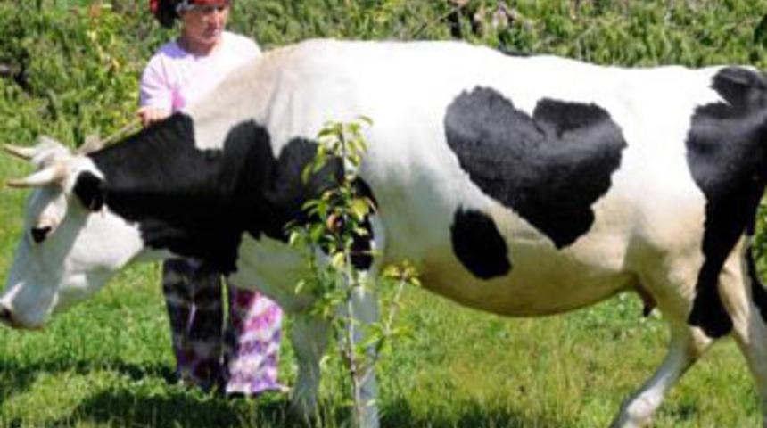 Otomobil fiyatına inek!