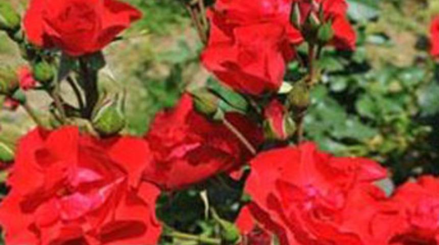 Ter kokusuna kesin &ccedil;&ouml;z&uuml;m