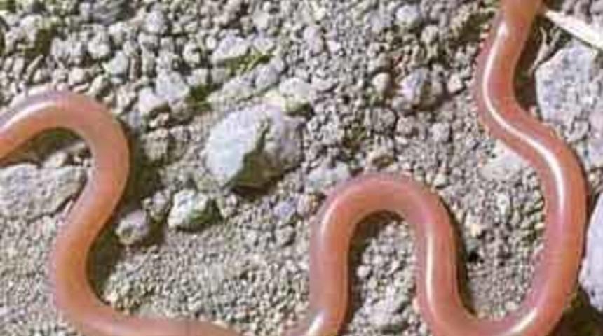 Yer solucanı yeni &ccedil;are oldu!