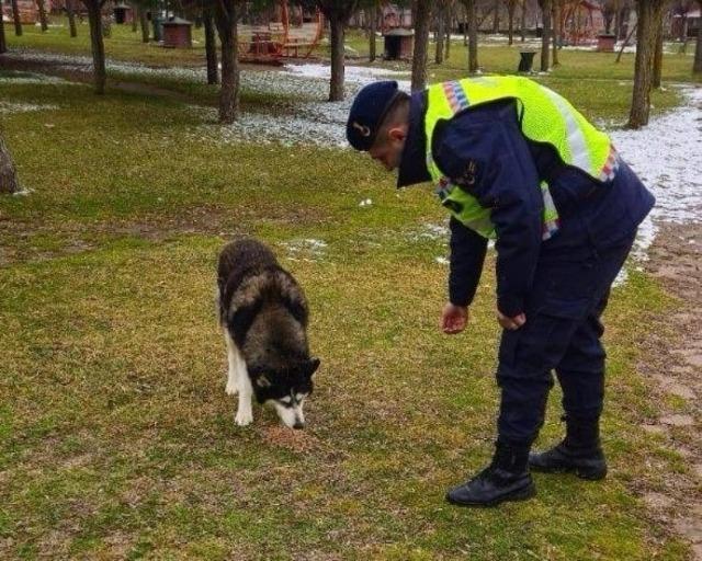 Jandarma ekipleri sokak hayvanlarına sahip çıktı