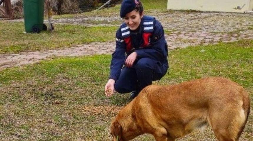 Jandarma ekipleri sokak hayvanlarına sahip çıktı