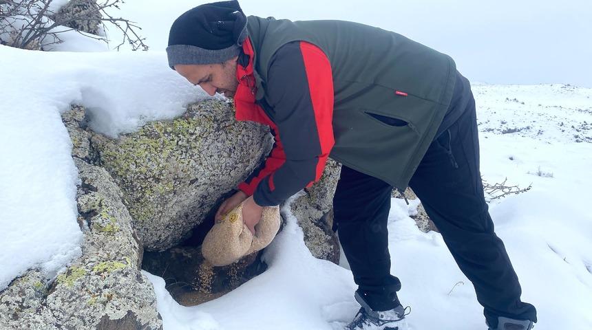 Ağrı Dağı'nın karla kaplı eteklerine yaban hayvanları için buğday bırakıldı
