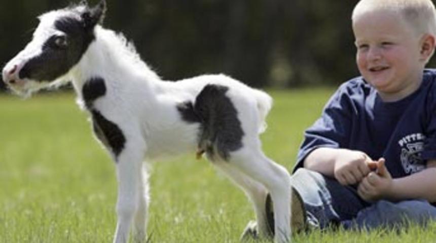 D&uuml;nyanın en k&uuml;&ccedil;&uuml;k atı