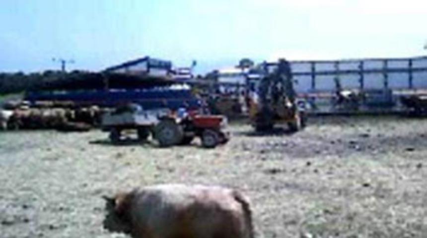 Sakarya Et Balık Kombinası&rsquo;nda şok g&ouml;r&uuml;nt&uuml;ler