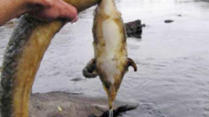 İğren&ccedil; şaka &ouml;ld&uuml;rd&uuml;!