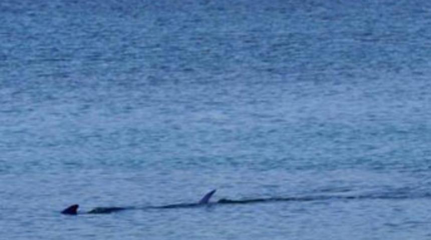 Dat&ccedil;a Plajı'nı k&ouml;pekbalıkları bastı