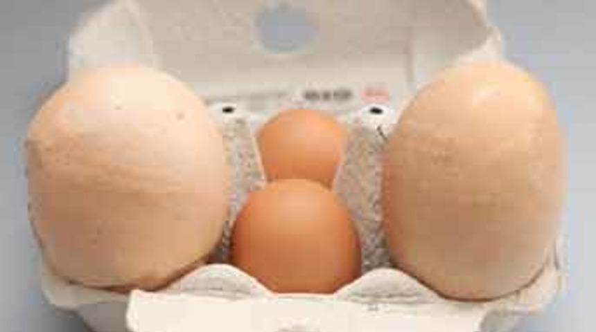 Yumurta mı tavuktan tavuk mu yumurtadan!