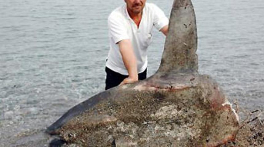 Balık&ccedil;ıları korkutan balık