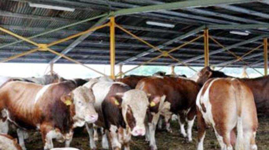 İlk parti ithal hayvanlar geldi