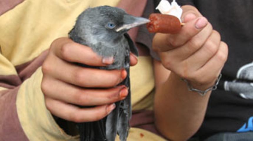 Sıcaktan bunalan kargaya dondurma