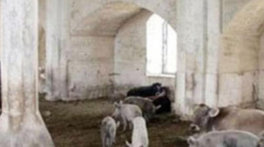 Taihi camiyi domuz ahırı yaptılar