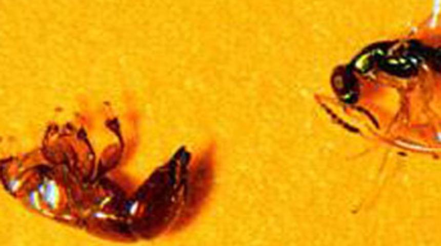 34 milyon yıldır değişmiyor