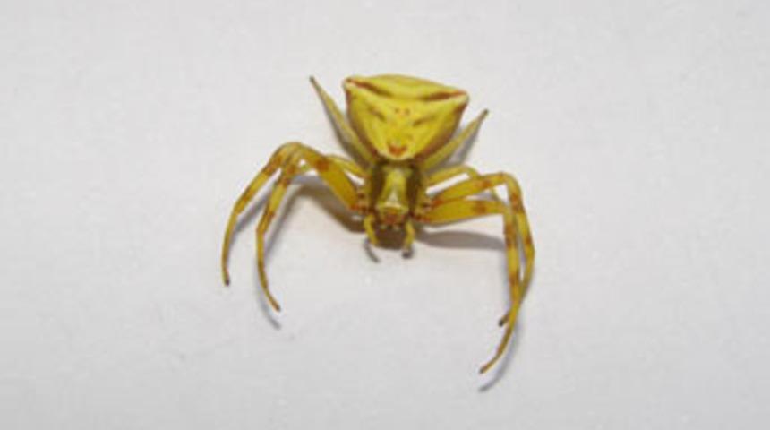 İnsan y&uuml;zl&uuml; &ouml;r&uuml;mcek