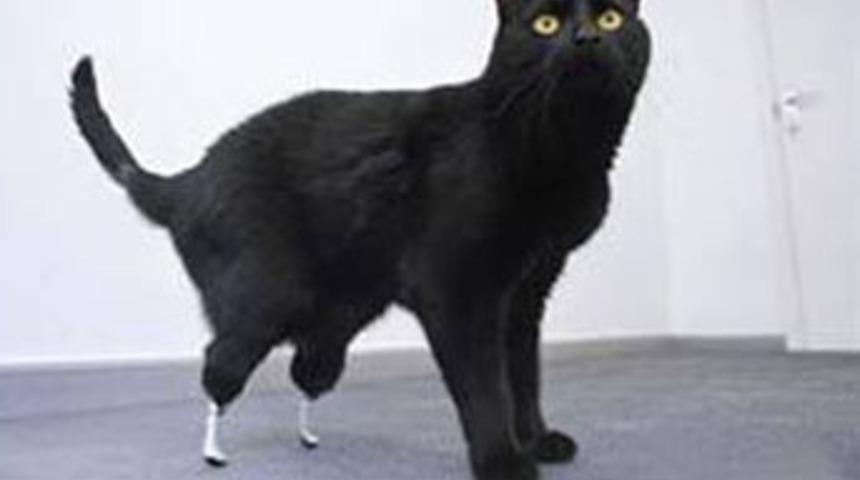 Biyonik kedi b&ouml;yle y&uuml;r&uuml;d&uuml;