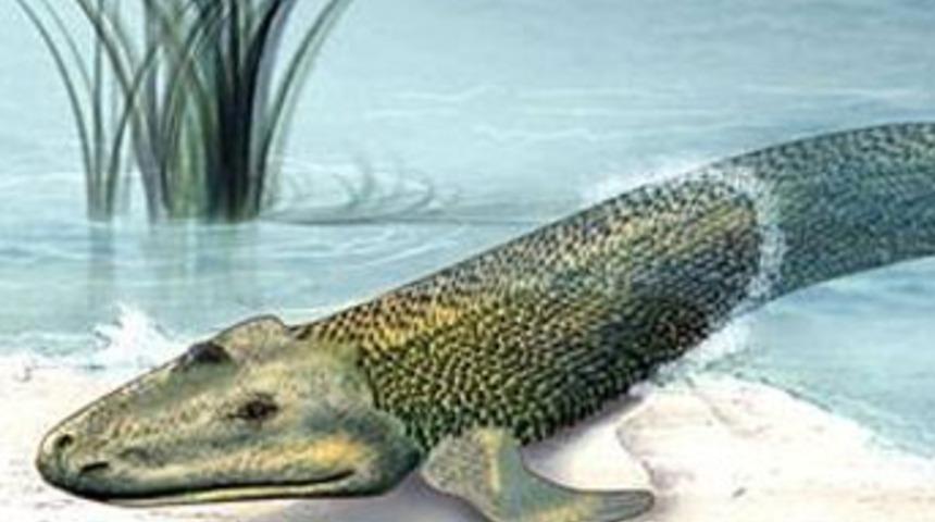 Balıklar neden karaya &ccedil;ıktı?