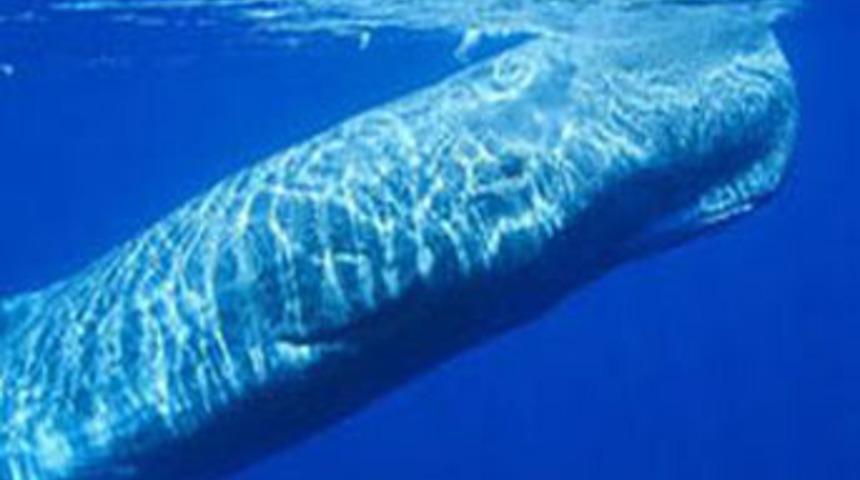 Bilim d&uuml;nyası şokta!