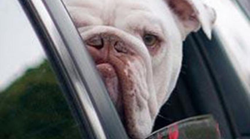 K&ouml;peğinin kullandığı kamyonetin altında kaldı