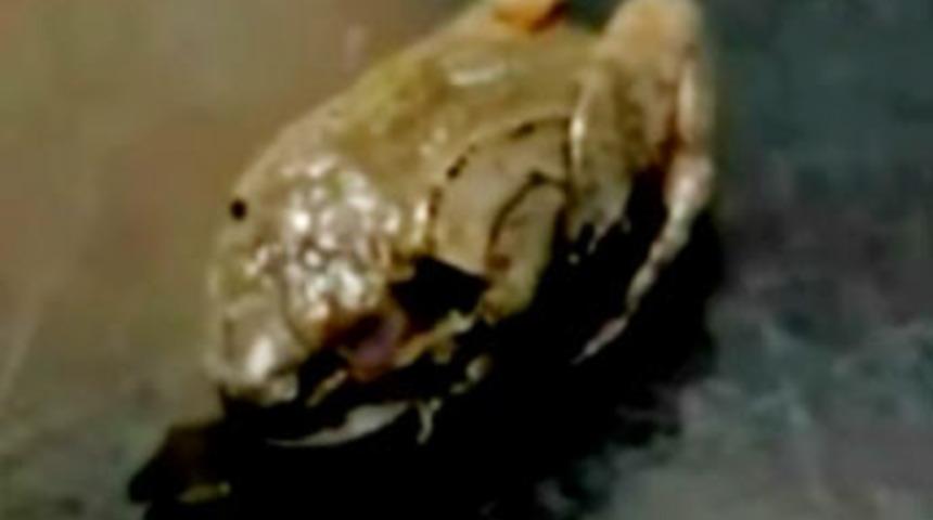 6 ay &ouml;l&uuml; kalıyor sonra diriliyor