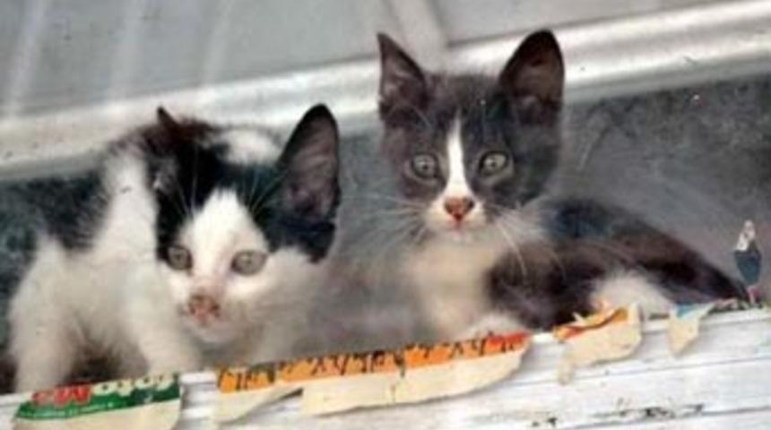 Petshop sahibi tatile gitti, hayvanlar &ouml;ld&uuml;