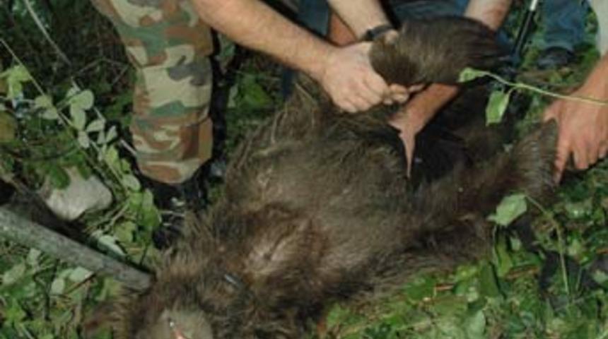 Nefes kesen 'ayı' operasyonu